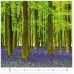 forest h171 005